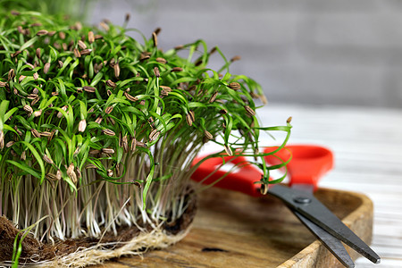 餐桌上的盘子中的微绿色生物青年蔬菜植物菊苣叶子沙拉草本植物婴儿饮食图片