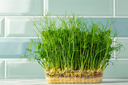 在厨房的托盘中种植微绿色芽 与薄荷瓷砖墙相对蔬菜食物土壤花园生长沙拉幼苗饮食植物叶子图片