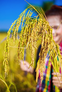 农民妇女手中的金稻女士茉莉花工人粮食稻草国家场地农场女性稻田图片