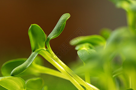 沙律微绿树 成群结队美食种子婴儿农业植物营养生长饮食园艺萝卜图片