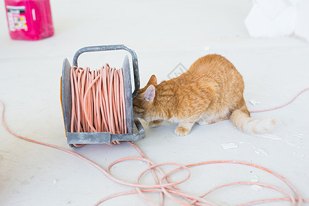 翻新 维修和宠物概念  有趣的姜猫在重新装修时坐在地板上房子修理工动物石膏隐藏地面工作工具小猫猫咪图片