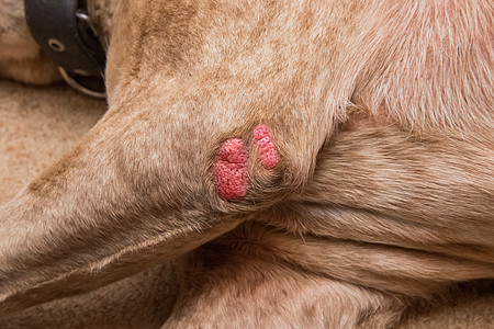 在狗的爪子上受伤 狗繁殖坑斗牛犬 特写病人伤害药品治疗医生伴侣手术卫生犬类医院图片