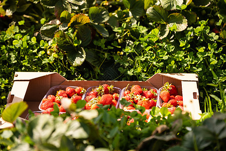 新鲜红草莓树丛叶子农业植物学季节食物花园饮食生长水果营养图片