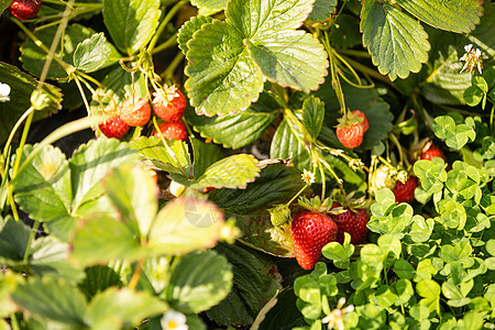 新鲜红草莓树丛食物营养植物学饮食农业收成水果植物叶子甜点图片