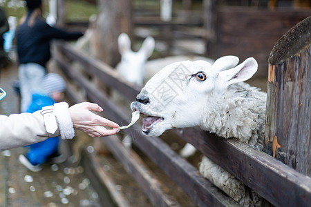 年轻女孩在农场喂羊和山羊友谊院子国家孩子们动物农业栅栏食物外壳旅行图片