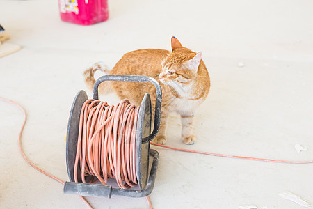 翻新 维修和宠物概念  有趣的姜猫在重新装修时坐在地板上公寓乐器小猫隐藏猫咪工具乐趣建筑房子猫科图片