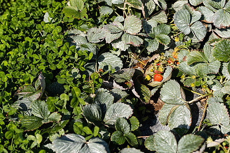 新鲜红草莓树丛农业营养叶子场地收成季节植物食物生长浆果图片