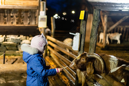 年轻女孩在农场喂羊和山羊动物园旅行农业喂养友谊农家院女性宠物哺乳动物外壳图片