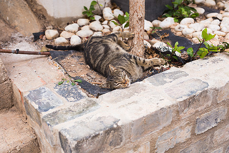 无家可归动物的概念     户外可爱猫宠物小猫晴天成人猫咪毛皮射线花园游戏太阳图片