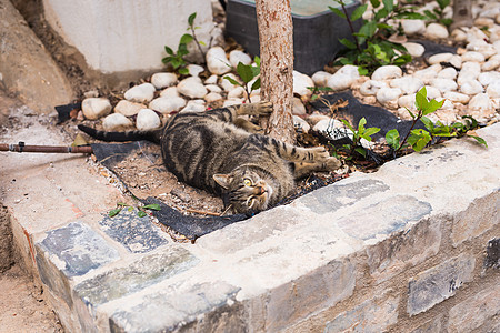 无家可归动物的概念     户外可爱猫成人场地生活宠物晴天游戏毛皮小猫哺乳动物食肉图片