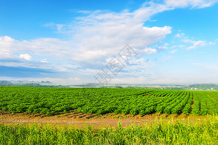连续几排栽种植物蔬菜土豆农村农业叶子栽培土地国家太阳农场图片