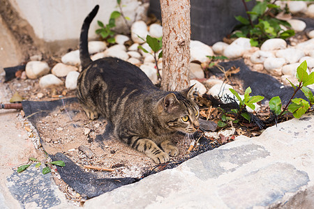 无家可归动物的概念     户外可爱猫晴天宠物游戏小猫毛皮食肉生活眼睛成人花园图片