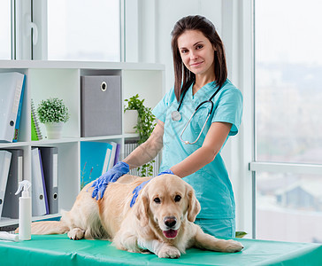 在兽医诊所进行金色取金犬狗检查宠物动物疾病帮助卫生考试专家程序办公室保健图片