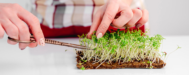 有机微绿色种植蔬菜婴儿食物生物叶子营养绿色植物沙拉生态草本植物图片