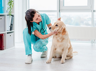 兽医对金色猎犬进行检查访问诊所女士愈合办公室考试专家宠物药品医院图片