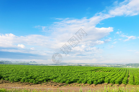 连续几排栽种植物文化季节蔬菜农场土地叶子花园天空生长栽培图片