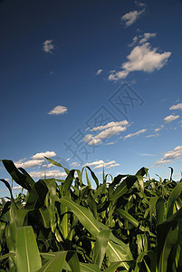 阳光明媚的一天 在玉米田和戏剧性的天空晴天小麦生长偏光片农作物粮食农村农业收成谷物图片