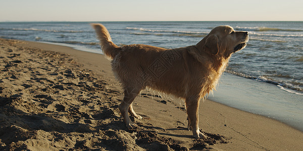 狗在海滩上活力猎犬晴天喜悦水禽动物追求速度打猎夫妻图片