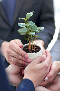 青绿灯在商业团队的手中闪耀着项目叶子幼苗植物环境资源生态活力合作生活图片