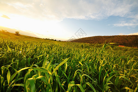 自然的美丽日落地平线场地季节日出天堂太阳天空农村植物农业图片