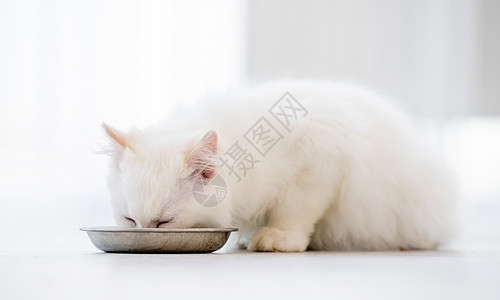 灯光室的拉格多猫工作室白色爪子毛皮眼睛宠物哺乳动物蓝色食物动物图片