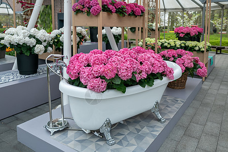妇女日用充满粉红花兰花的古老浴缸花序温泉玫瑰店铺植物群花束装饰房子女性奢华图片