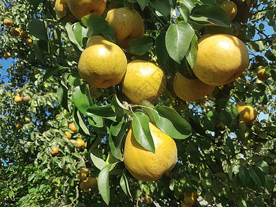 在园里的树枝上 有梨子生产季节饮食收成生长树叶果园食物花园植物图片
