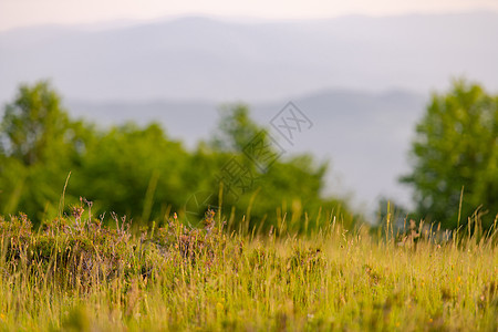 夏季自然景观森林植物天空日落太阳地平线蓝色草地艺术阳光图片