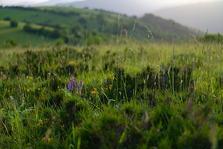 夏季自然景观场地蓝色风景植物农村森林山脉艺术地平线天空图片