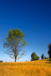 在阳光明媚的日子 在草原上的树上农村国家生长蓝色孤独叶子晴天季节地平线场景图片
