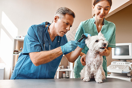 你听得清楚吗 一位中年兽医正在检查狗的耳朵 而他年轻的女助手正抱着病人微笑 兽医诊所 宠物护理理念图片
