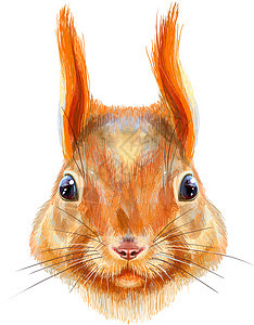 水彩手绘制松鼠插图图片