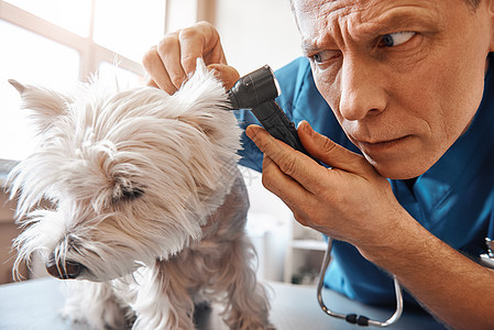 严重的中年兽医在兽医诊所工作时 正在检查狗耳朵的耳部 我必须非常小心图片