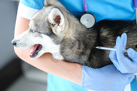 医生兽医在诊所给狗注射疫苗 在诊所为狗注射动物制药药物犬类哺乳动物剂量专家疾病职业治愈图片