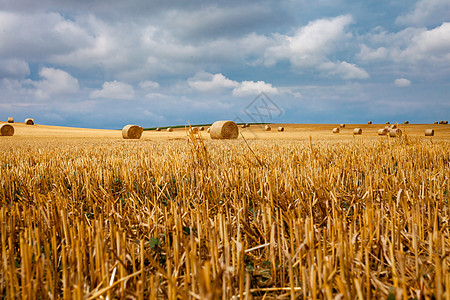 收获后在田地销售干草喂养草垛蓝色大麦农田国家季节地平线小麦金子图片