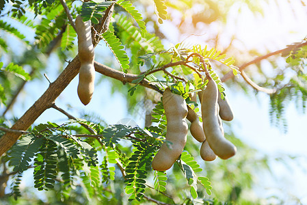 罗望子树 树上成熟的罗望子果 夏季背景有叶子 罗望子种植园农业农场果园热带花园种子水果蔬菜情调市场植物甜点子汁团体食物图片