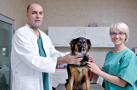 一个小型动物诊所的兽医和助产人员工作护士微笑女孩外科卫生保健男人宠物医院图片