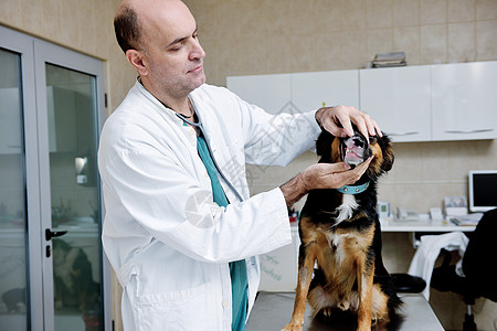一个小型动物诊所的兽医和助产人员药品女孩医院工作成人手术团体夫妻女性宠物图片