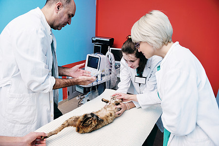 一个小型动物诊所的兽医和助产人员工作成人女性男性手术药品宠物夫妻卫生实验室图片