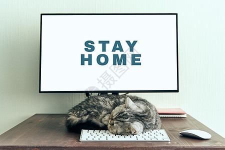 保持镇定 在家守口如瓶的理念 毛毛猫睡在电脑旁边的桌面上宠物键盘办公室商业寂寞职场睡眠动物工作桌子图片