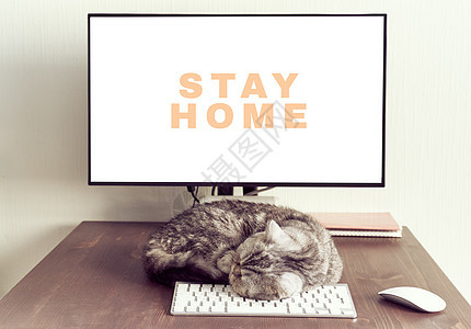保持镇定 在家守口如瓶的理念 毛毛猫睡在电脑旁边的桌面上笔记本电子产品键盘睡眠工作桌子商业办公室硬件小猫图片