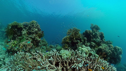 珊瑚礁和热带鱼类 菲律宾探索热带浮潜海洋理念礁石环境热带鱼野生动物潜水图片