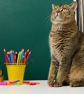 苏格兰灰猫坐在绿色学校董事会的背景上 回到学校后 他们可以继续上学学习桌子宠物学生工作室哺乳动物课堂动物剪刀乐趣图片