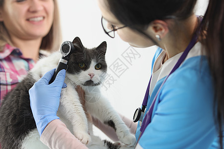 使用特殊设备检查猫耳朵的女医生兽医员女尾巴诊所治疗女性生物帮助治愈动物乐器药品图片