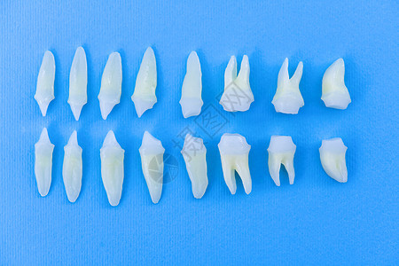 蓝色背景白牙的顶部视图口腔科团体牙齿实验室磨牙空腔诊所卫生凹痕宏观图片