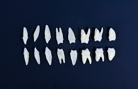 蓝色背景白牙的顶部视图宏观搪瓷衰变解剖学牙疼团体实验室磨牙凹痕治疗图片