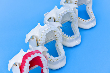 牙医正畸牙齿模型诊所假牙治疗教育技术卫生口腔科外科药品工具图片