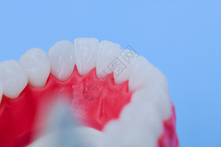 具有牙牙和口香糖解剖模型的下人下下下巴卫生解剖学治疗健康美白实验室微笑口服牙齿王冠图片