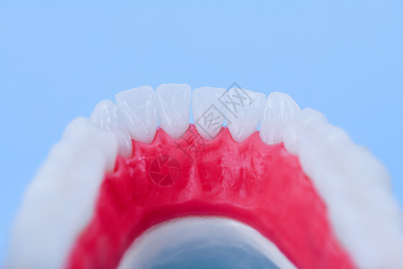 具有牙牙和口香糖解剖模型的下人下下下巴假肢牙医口服解剖学外科技术牙科牙齿王冠口腔科图片