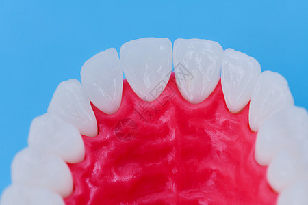 具有牙齿和口香糖解剖模型的上人下巴口服药品手术卫生口腔科王冠假牙美白牙医假肢图片